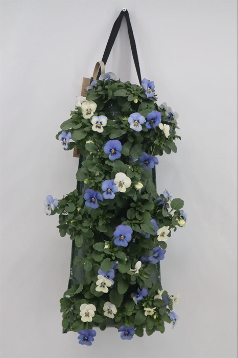 <h4>Viola corn. 'Evo Mini YTT'</h4>