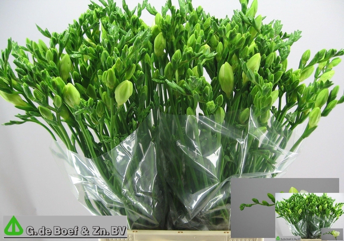 <h4>FR EN WHITE SERENADE</h4>