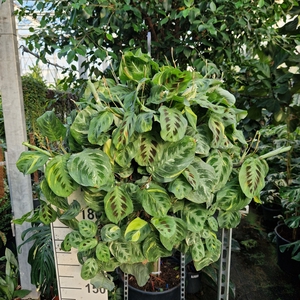 Maranta Kerchoveana