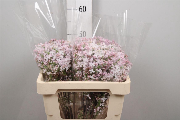 <h4>Syr Hy Necker 4+</h4>