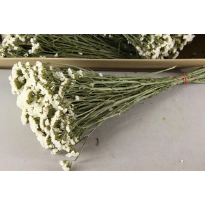 Df Statice White Bs 70g