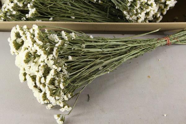 <h4>Df Statice White Bs 70g</h4>