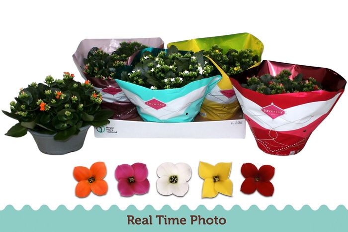 <h4>KAL EN GEM 5 KL</h4>