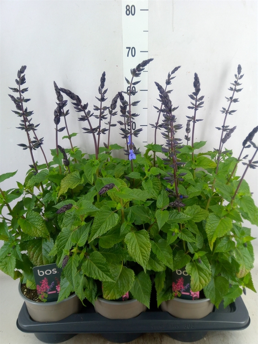 <h4>Salvia  'Salgoon Lake Blueberry'</h4>