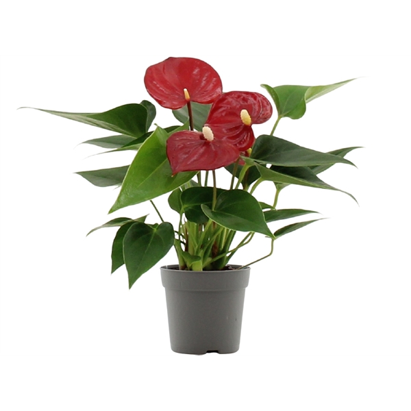 <h4>Anthurium Micra in transparant sleeve</h4>