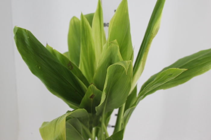 <h4>DRACENA ALBA MACO</h4>