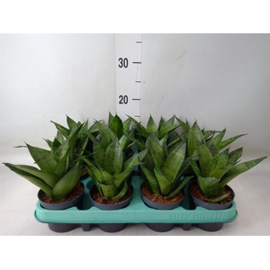 Sansevieria trifa. 'Hahnii'