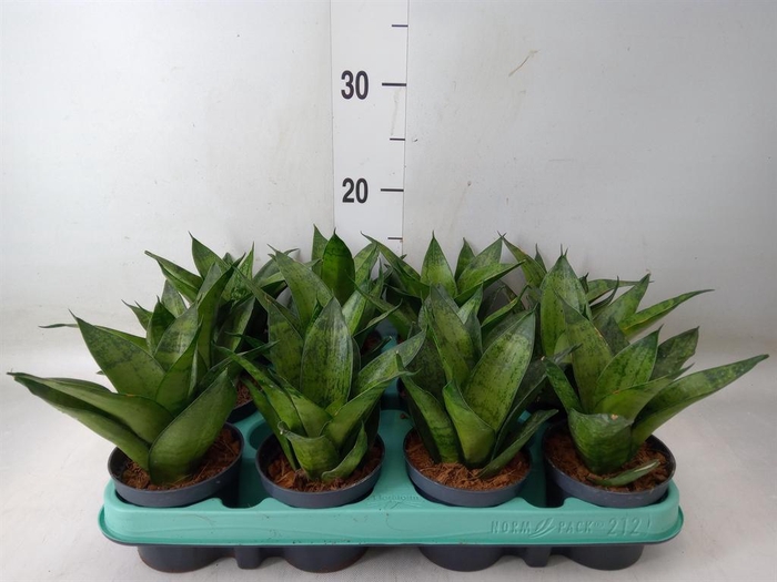 <h4>Sansevieria trifa. 'Hahnii'</h4>