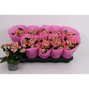 KAL GE PERFECTA PINK