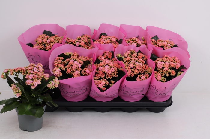 <h4>KAL GE PERFECTA PINK</h4>