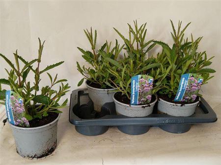 <h4>Verbena Bonariensis</h4>