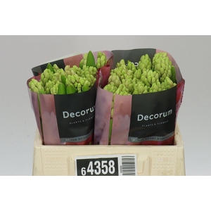 Hyacinthus Or Fondant