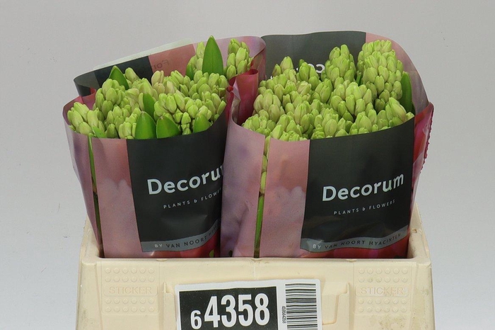 <h4>Hyacinthus Or Fondant</h4>