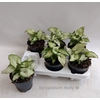 Syngonium