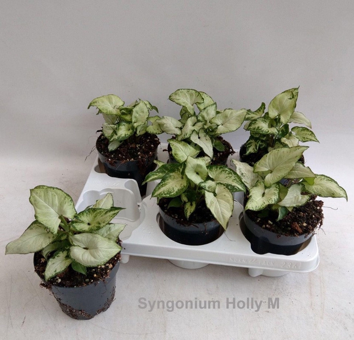 Syngonium