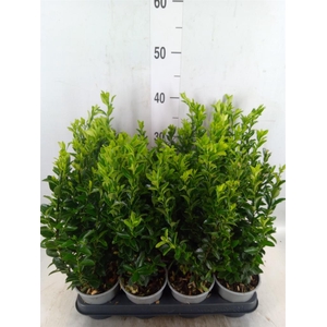 Euonymus japon. 'Green Spire'