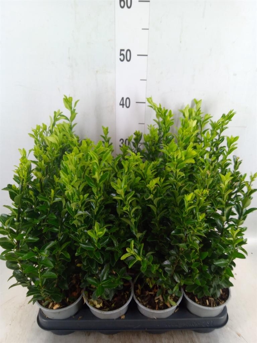 <h4>Euonymus japon. 'Green Spire'</h4>