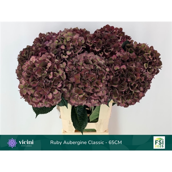 <h4>Ruby Aubergine Classic - 65CM</h4>