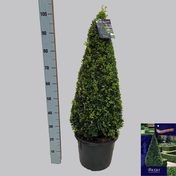 <h4>BUXU SEMPERVIRENS</h4>