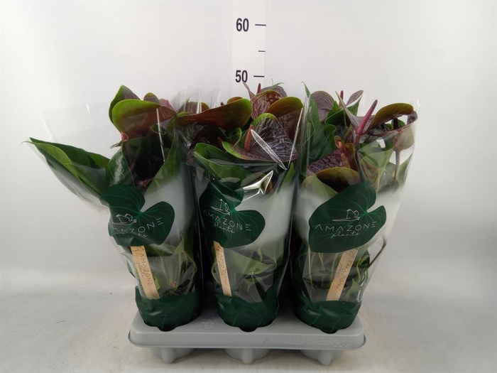<h4>Anthurium andr. 'Essencia'</h4>