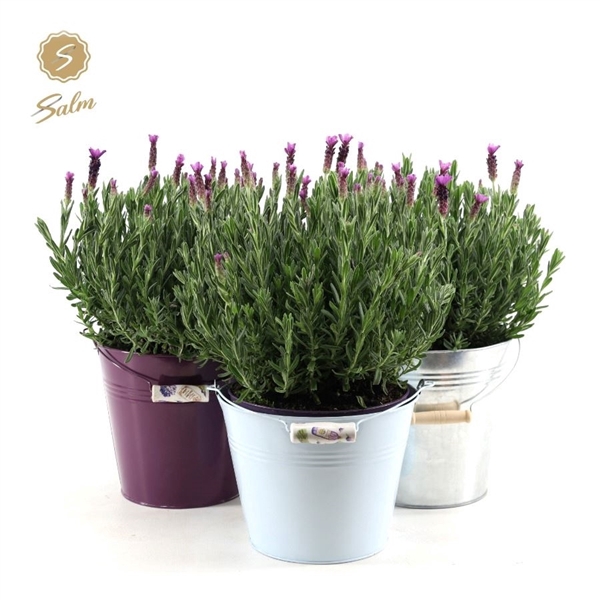 <h4>Lavandula st. 'Anouk'® Collection P19 in Zinc Mix</h4>