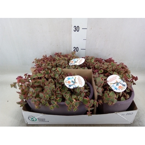 Crassula   ...