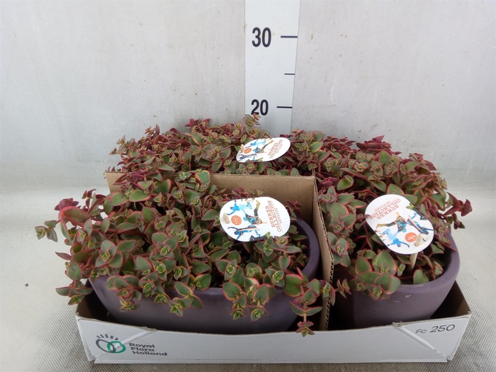 <h4>Crassula   ...</h4>