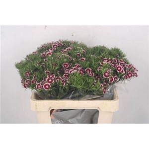 Di Barb Breanthus Rio