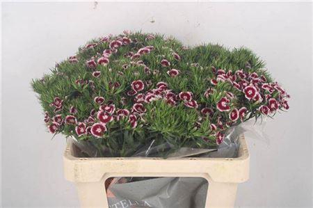 <h4>Di Barb Breanthus Rio</h4>