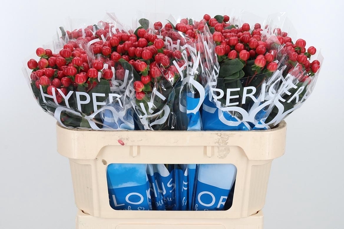 <h4>Hyp Coco Tango</h4>