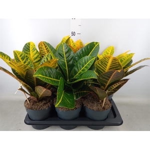 Codiaeum var. GR 'Petra'