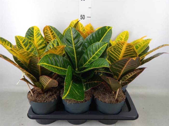<h4>Codiaeum var. GR 'Petra'</h4>