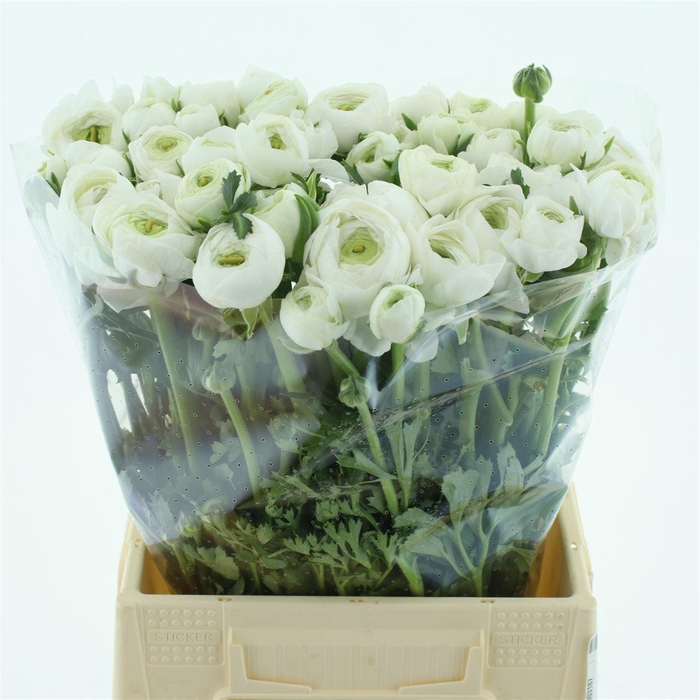 <h4>Ran Su B200 Extra</h4>