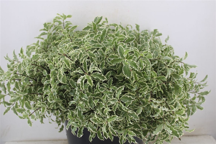 <h4>Pitto Nigra 150gr P Bunch</h4>