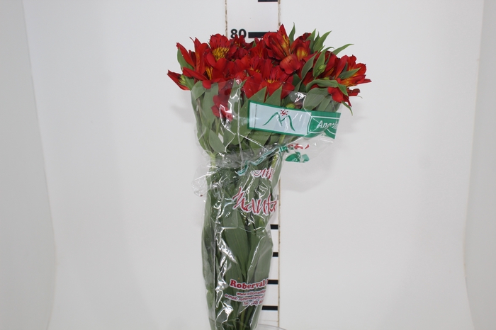<h4>ALSTROEMERIA ANGELINA 080 CM</h4>