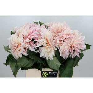 Dahlia Cafe Au Lait