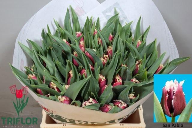 <h4>TU FR SAN PABLO</h4>