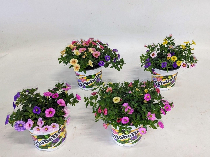 <h4>Calibrachoa Triobells Pastel gemeng</h4>