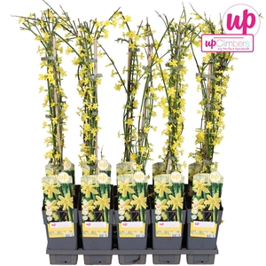 Jasminum nudiflorum P15