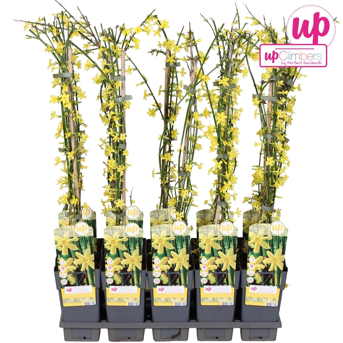 <h4>Jasminum nudiflorum P15</h4>