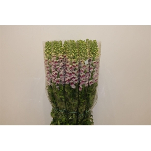 Antir Overig Bicolor