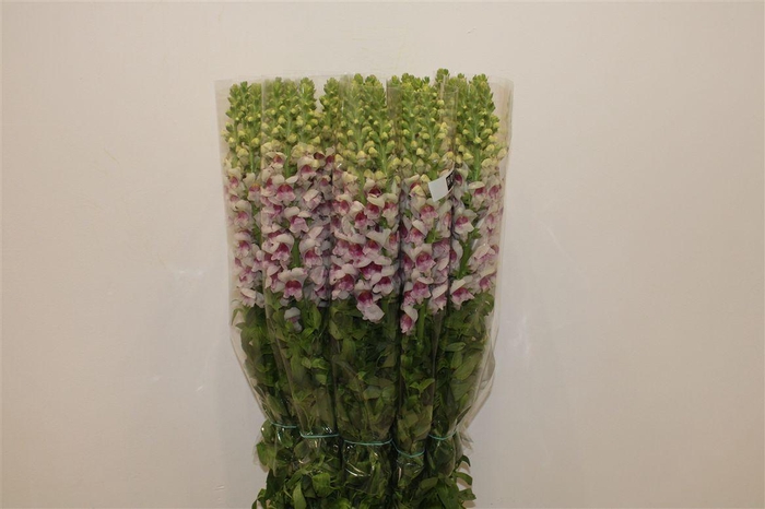 <h4>Antir Overig Bicolor</h4>