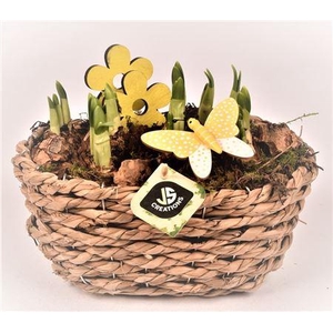 Narcis 21155 Maisblad Gevl Ovaal