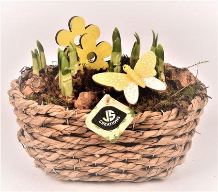 <h4>Narcis 21155 Maisblad Gevl Ovaal</h4>