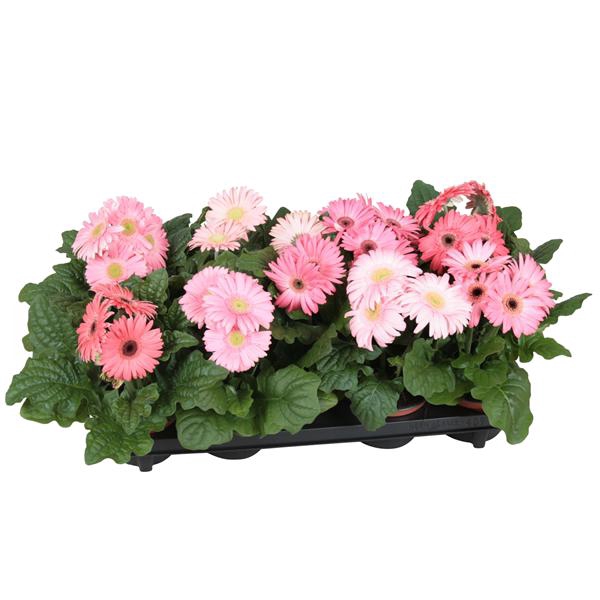 <h4>Gerbera belicht 2+ 12cm excellent rose (diverse kleurtinten)</h4>