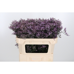 Limon Safora Lilac