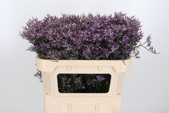 <h4>Limon Safora Lilac</h4>
