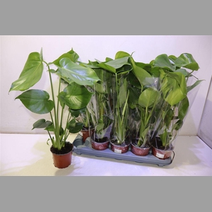 Monstera Deliciosa