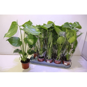 Monstera Deliciosa