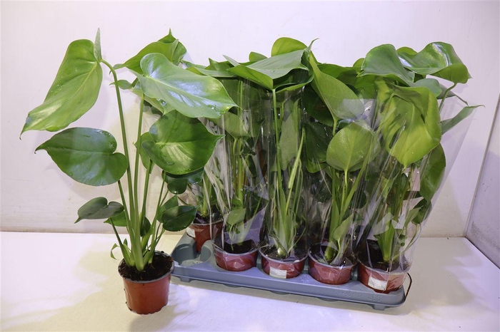 Monstera Deliciosa